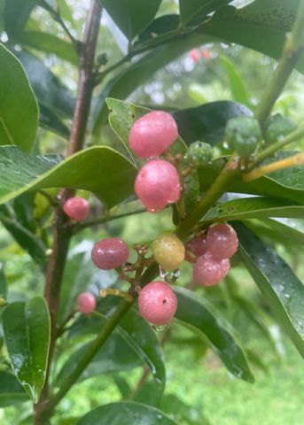 Gin Berry | Live Fruiting Shrub Plant | Sow Exotic