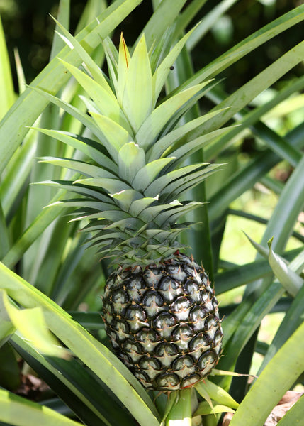 buy white pineapple plant 'White Jade' Pineapple Plants For Sale