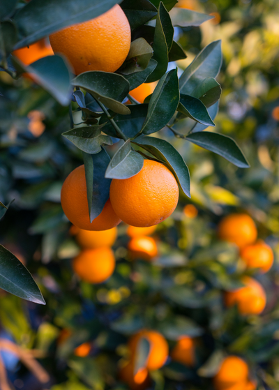 pineapple orange plant Pineapple orange Citrus Fruit Trees For Sale