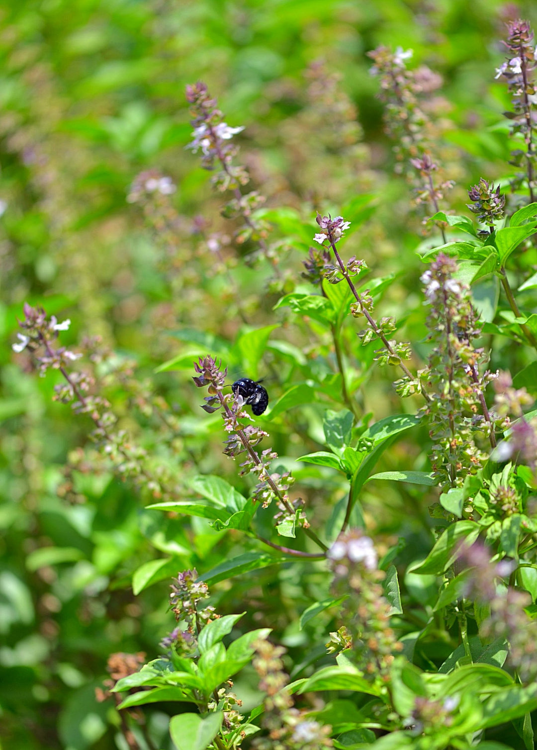 Rama Tulsi Plant, Medicinal Herb