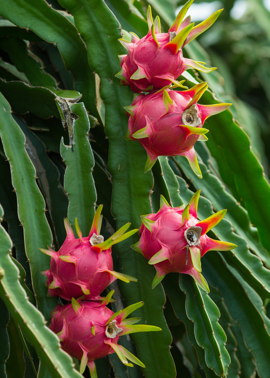 dragon fruit succulent plants Red Tricia Dragon Fruit Plant - Fruiting Cactus Vine
