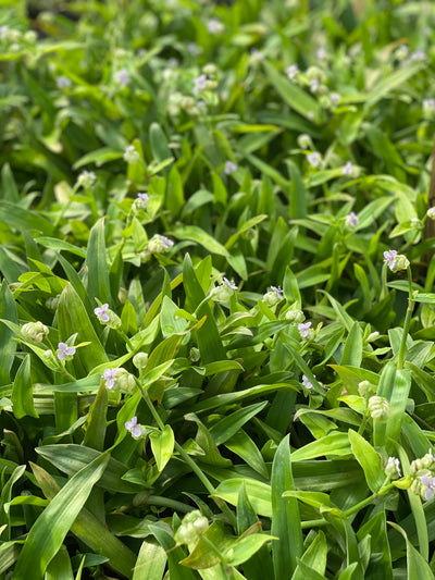 groundcover of low-lying Beijing Grass with small pale pink flowers