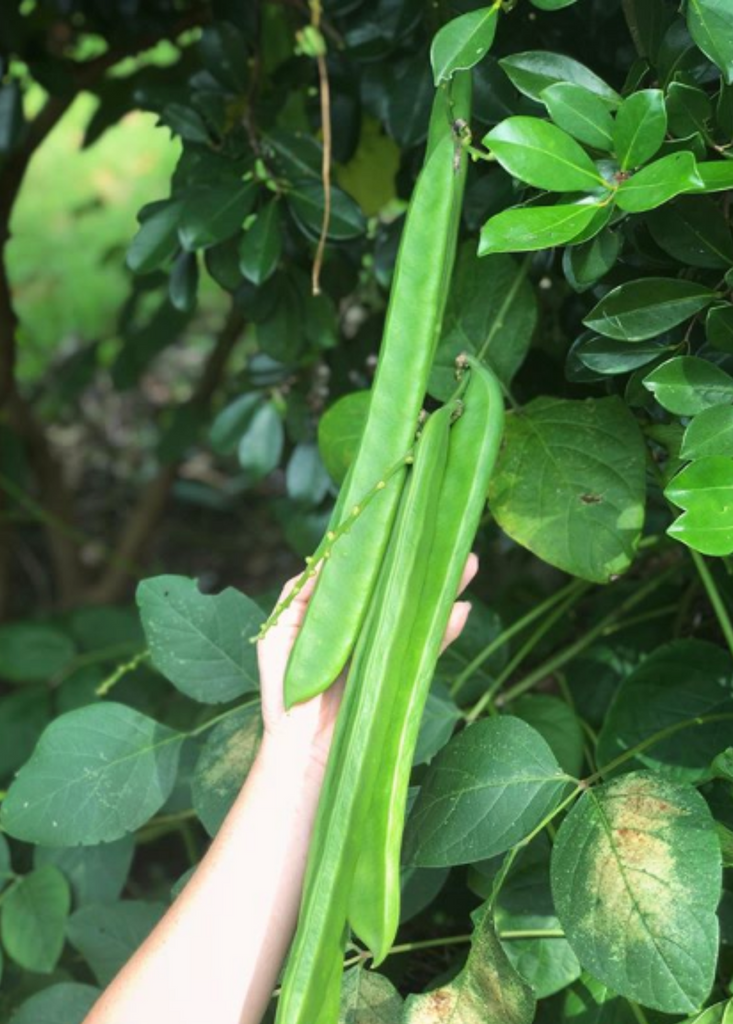 jack bean plant Jackbean (Canavalia ensiformis)