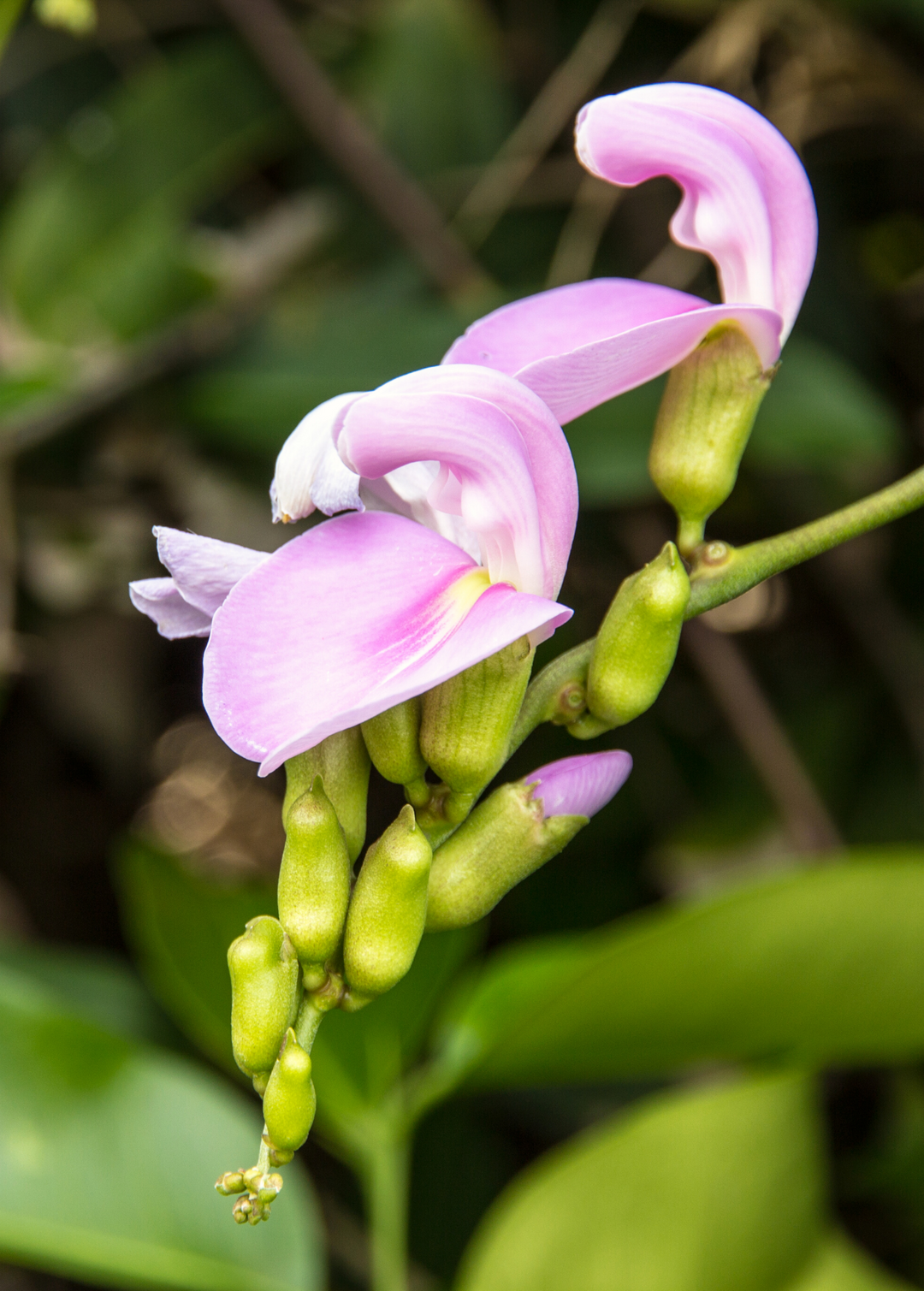 Jackbean (Canavalia ensiformis) - Live Fruiting Plant