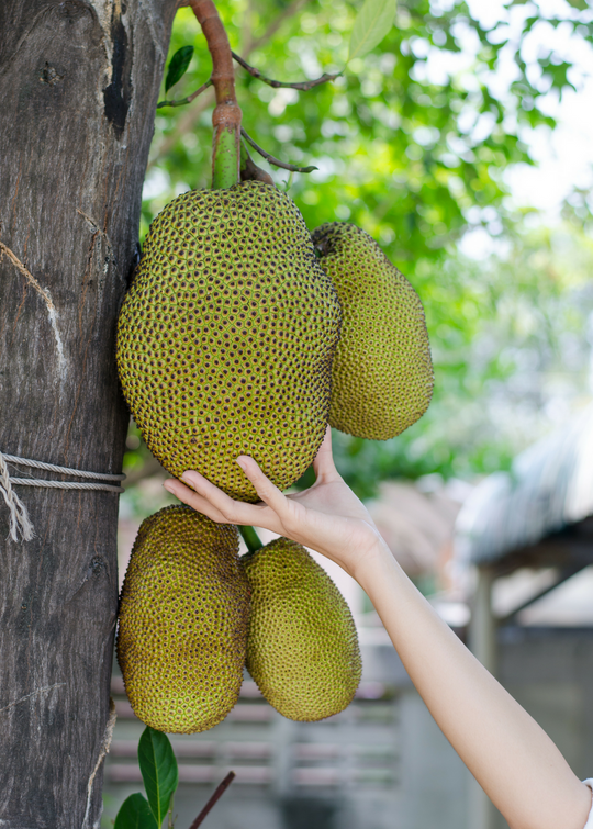 Jackfruit Seedling (Artocarpus heterophyllus) Large Coconut Coir Pot