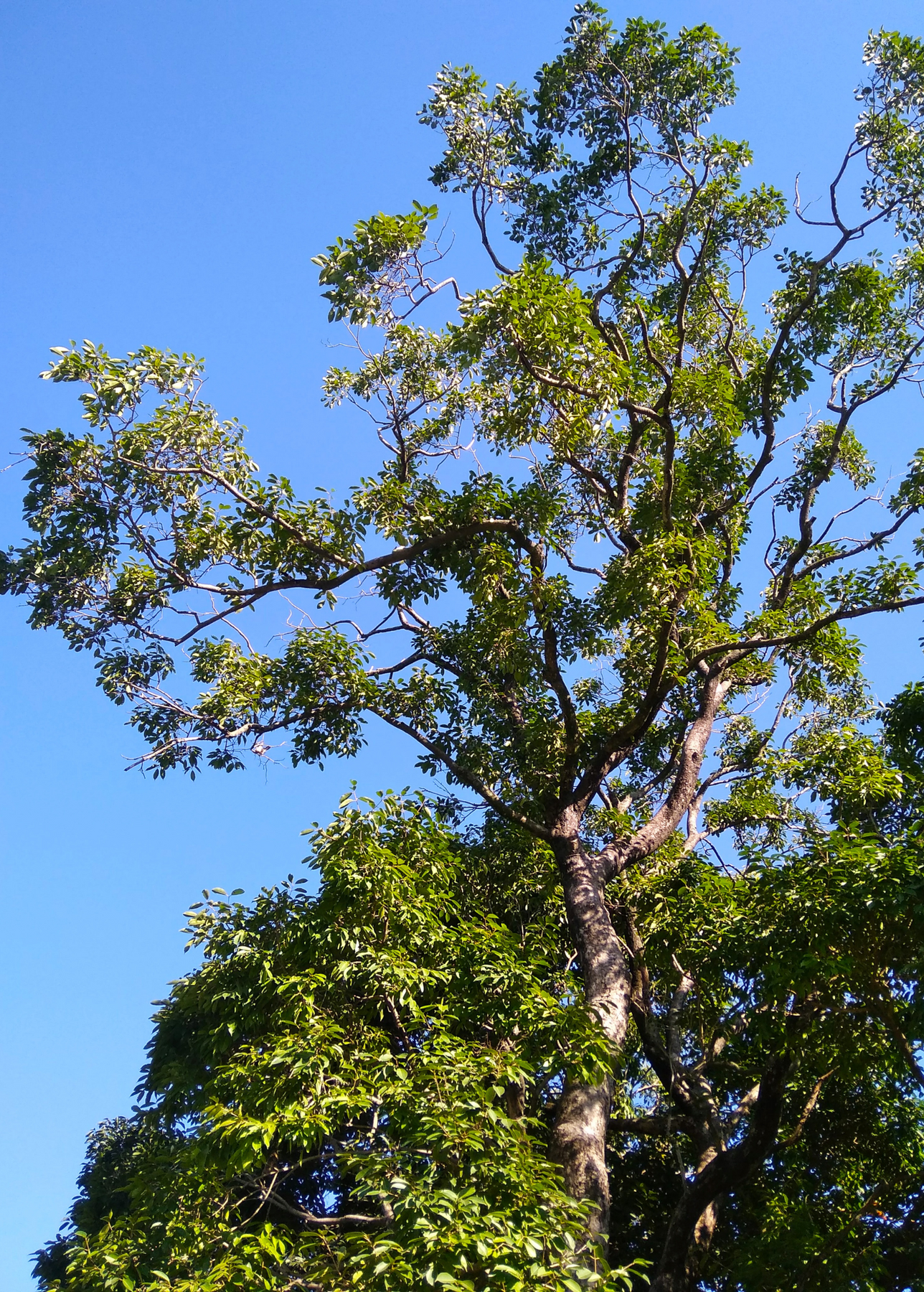 Jamun tree 2025 ethnic wear