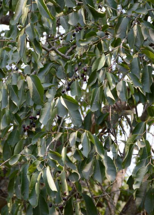 Jamun Tree Genomics@MetaBioSys