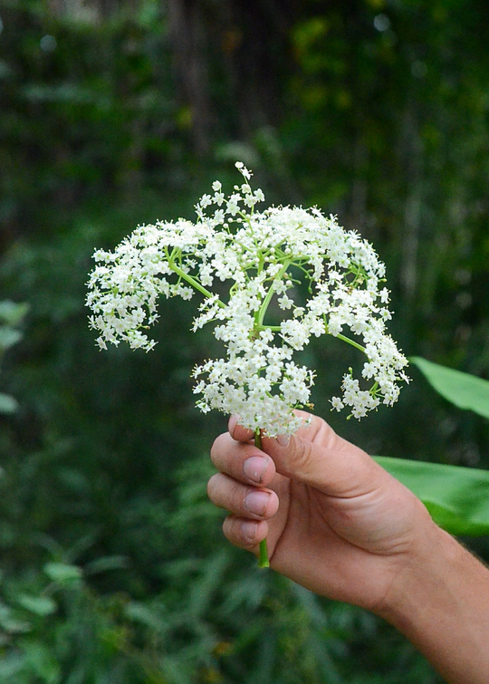 elderflower plant Elderberry Plant, Elderflower | Live Florida Native Herb