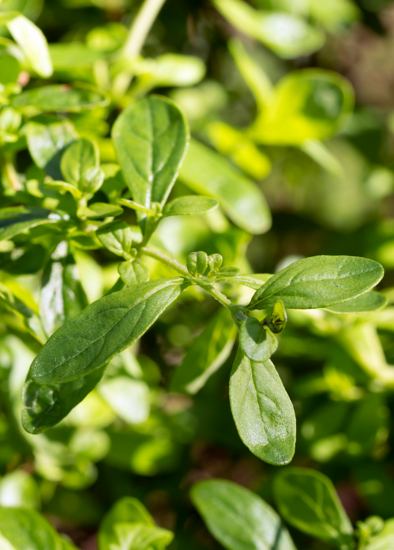 seethamma jada plant Jamaican Mint Tree, Kama Sutra Mint, Satureja viminea