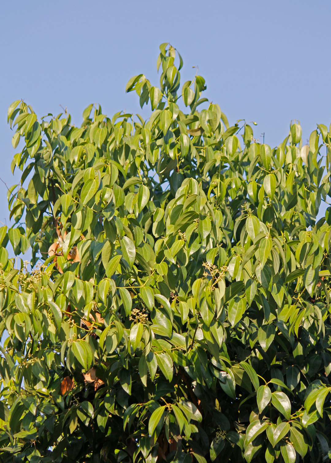 Live Bay Leaf Plant For Sale