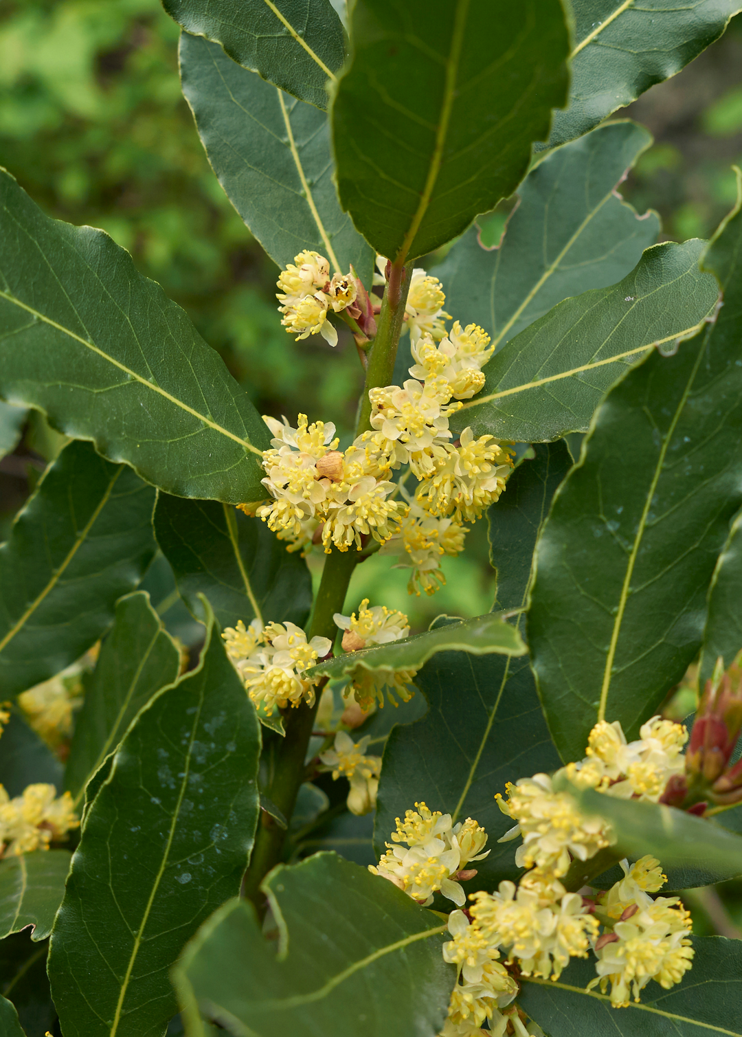 Live Bay Leaf Plant For Sale