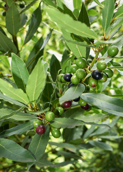 close up of branch of Bay Leaf, Bay Laurel tree with berries of various ripeness in colors light green to almost black purple