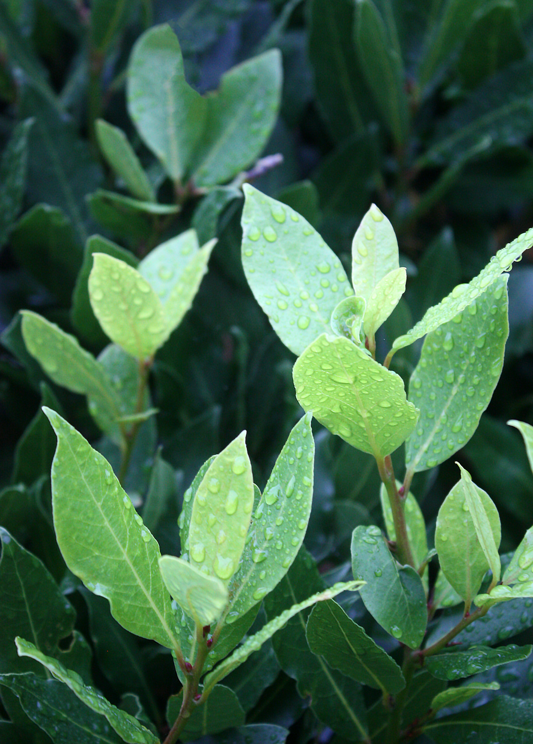 Darren Grown Bay Tree Laurus Nobls - Culnary Bay | Plants, Laurus Nobls ...