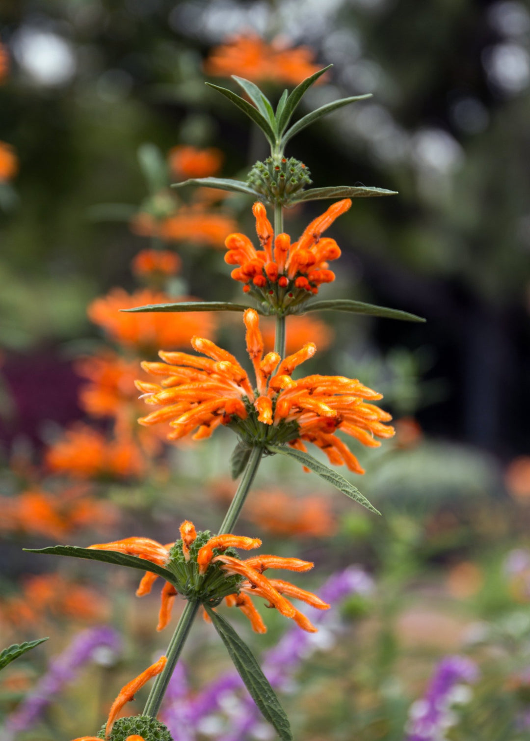 Wild Dagga Plant, Leonotis leonurus - Medicinal Herb