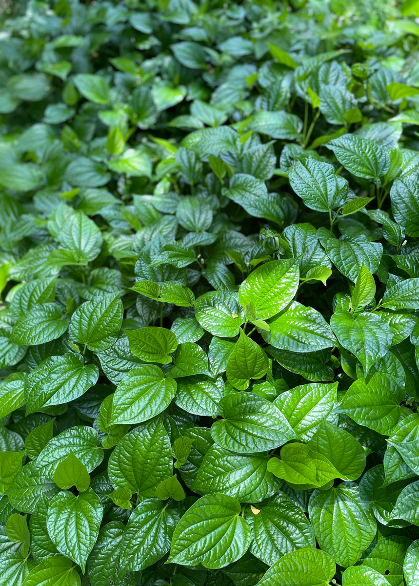 Lolot Plant, Piper sarmentosum | Live Medicinal Herb | Sow Exotic