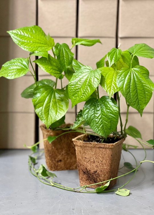 Lolot Plant, Piper sarmentosum | Live Medicinal Herb