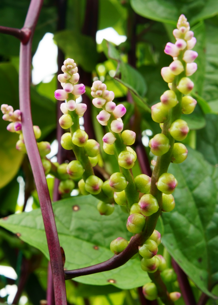 malabar spinach plants for sale Malabar Spinach | Beautiful Annual Climbing Vine