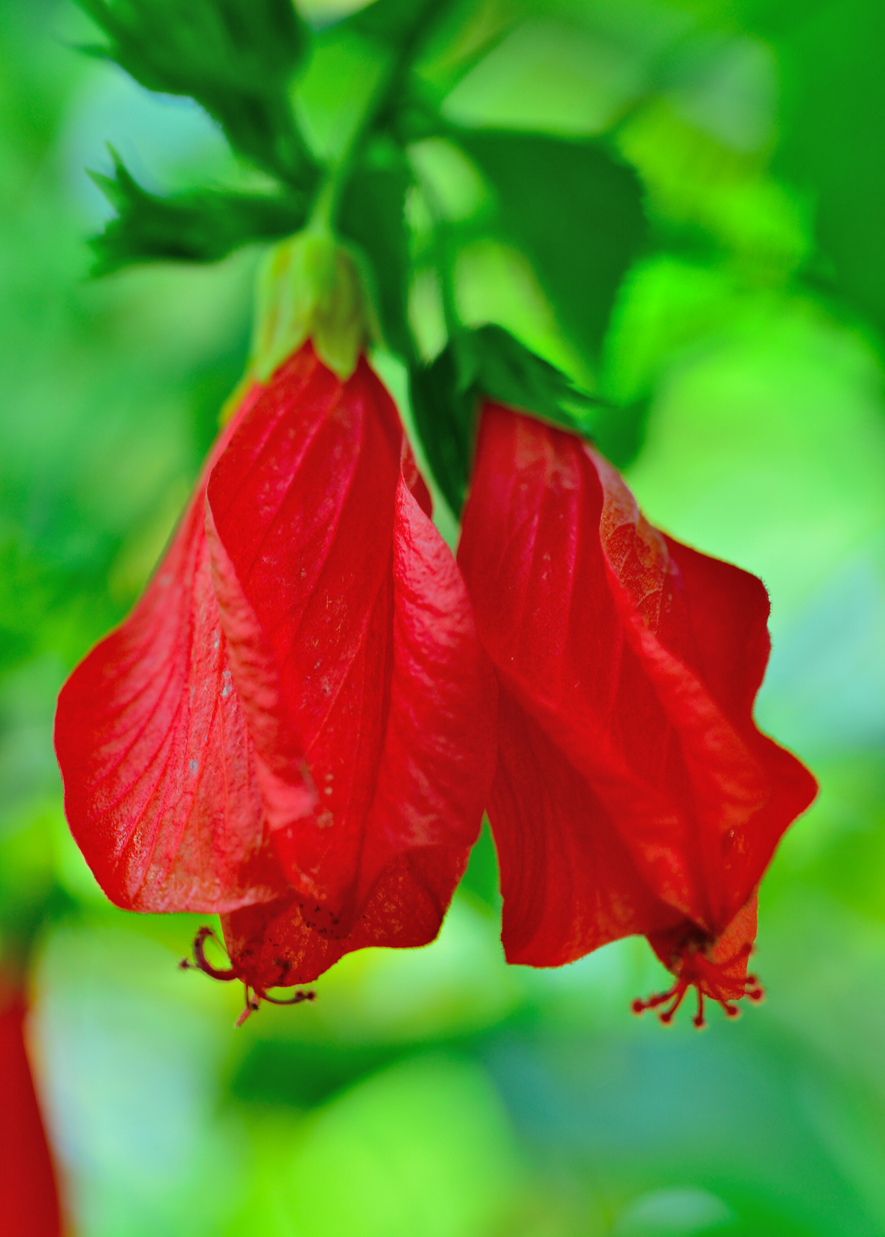 Turk's Cap Turk's Cap Edible Flower | Sow Exotic
