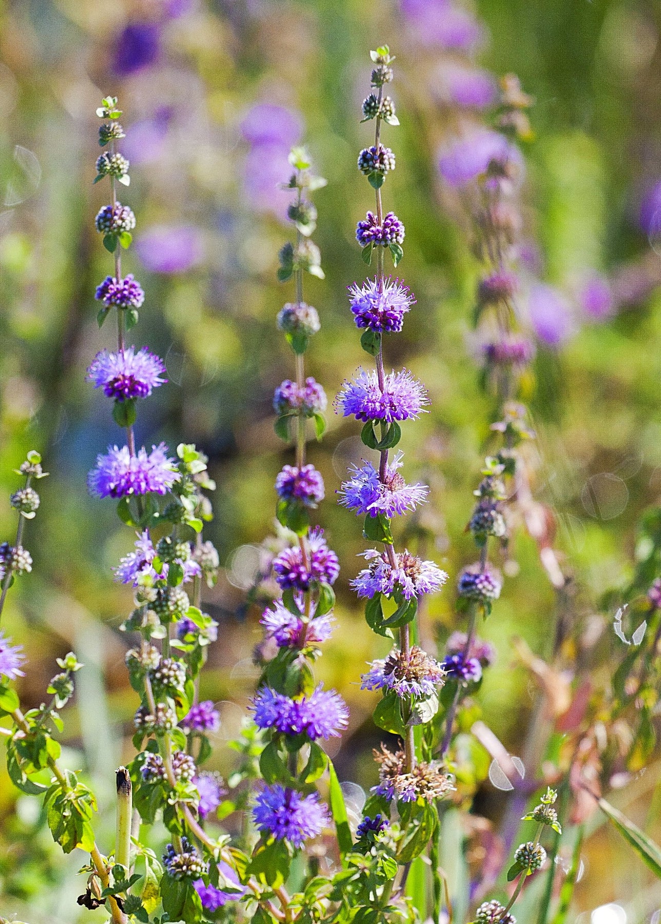 white sage plant Salvia apiana, White sage Plant Material