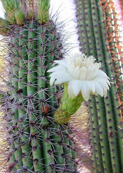 Mexican Pitaya Cactus Seeds – Stenocereus Thurberi Organ Pipe Cactus, Rare 20+ Seeds 11 thumbnail image