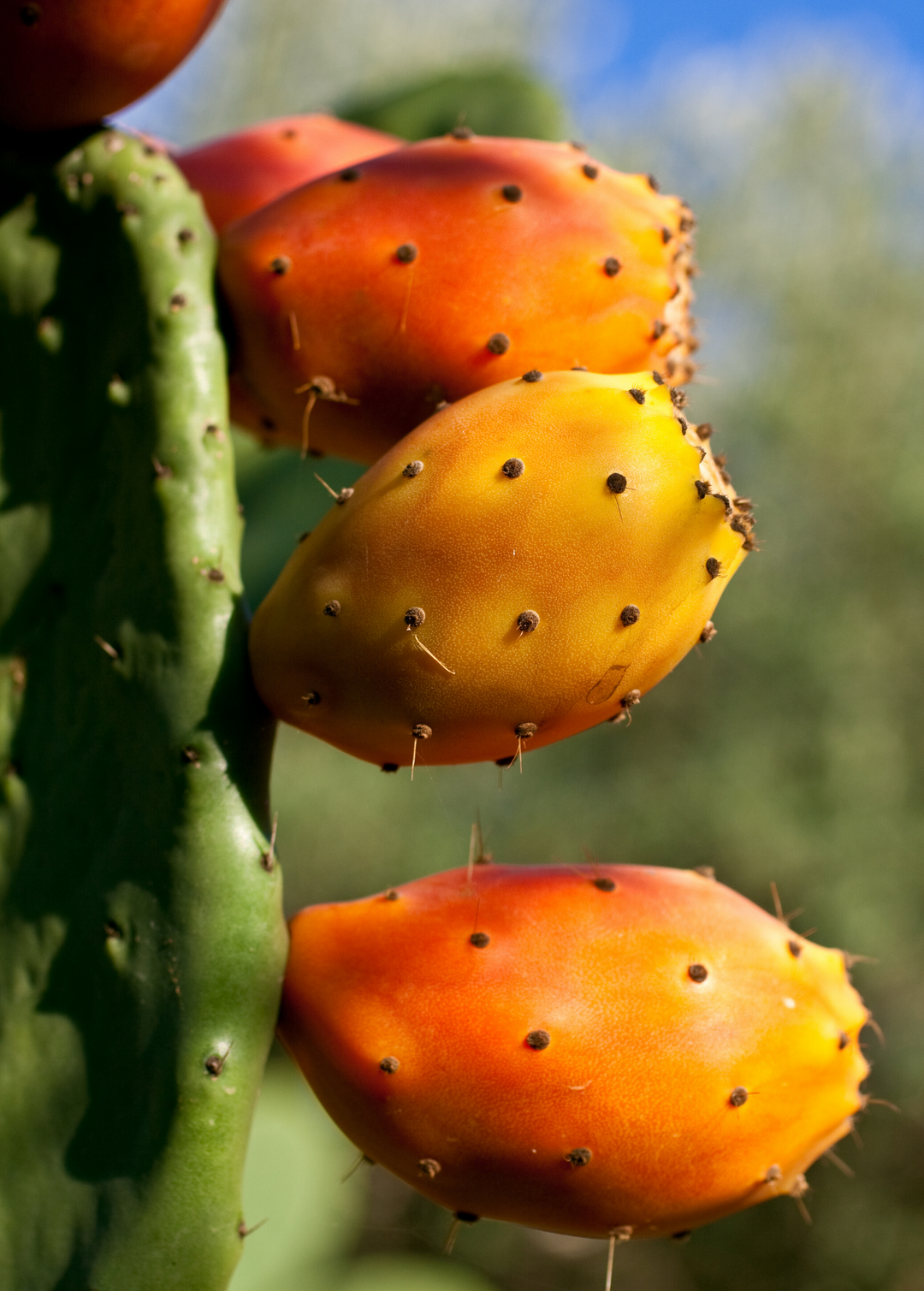 Mexican Tuna Prickly Pear Cactus Fruit Plant, Opuntia ficus-indica – Sow  Exotic