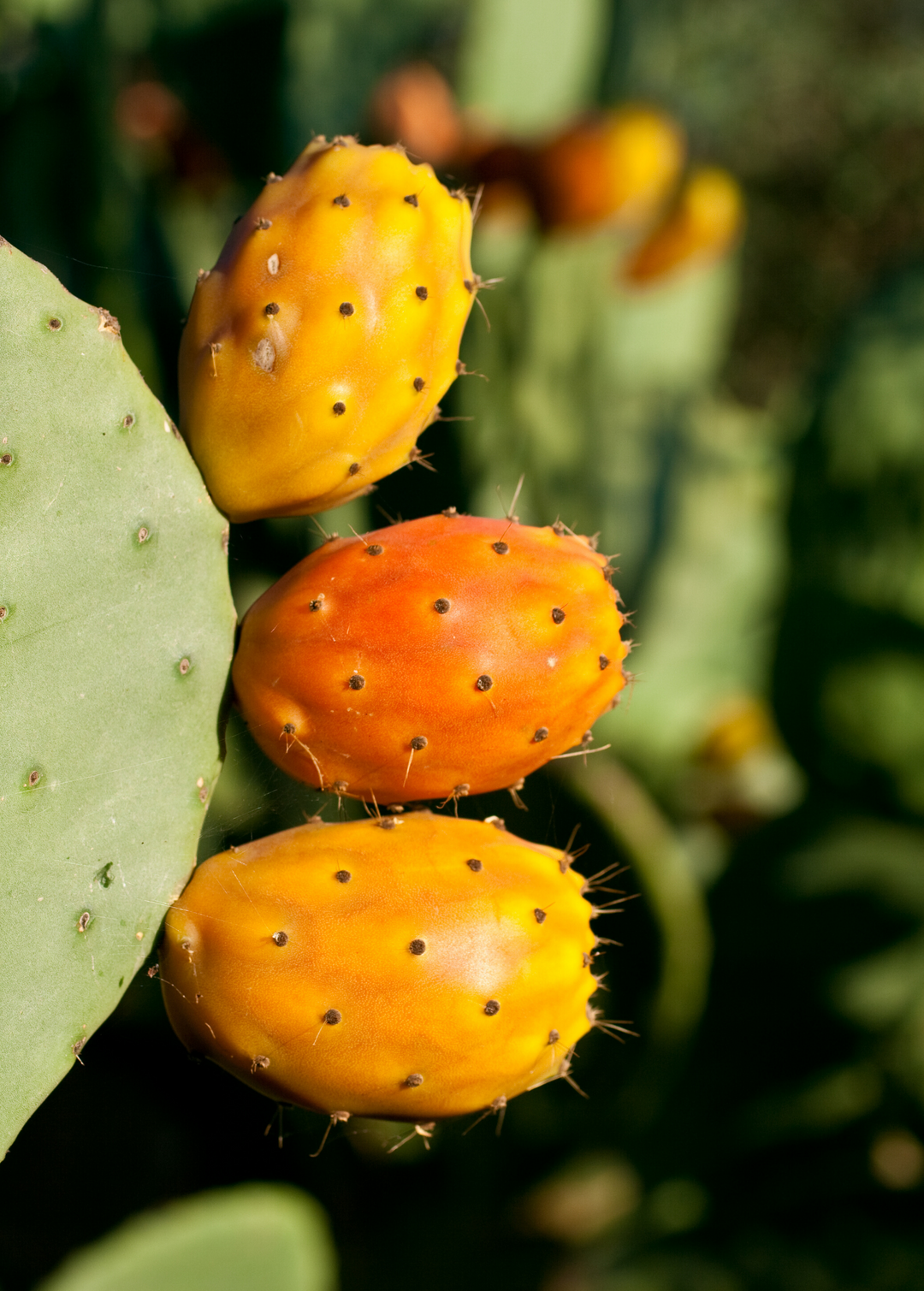 Mexican Tuna Prickly Pear Cactus Fruit Plant, Opuntia ficus-indica – Sow  Exotic