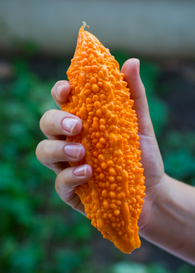 hand holding Indian Bitter Melon fruit slightly bigger than hand - fruit is elongated, bright orange, and completely covered in tiny, prominent bumps