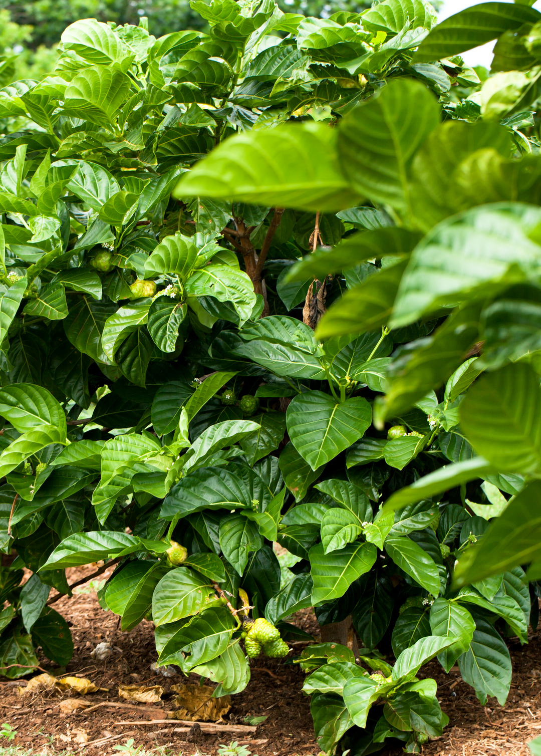 Noni Fruit Tree | Tropical Fruit Tree