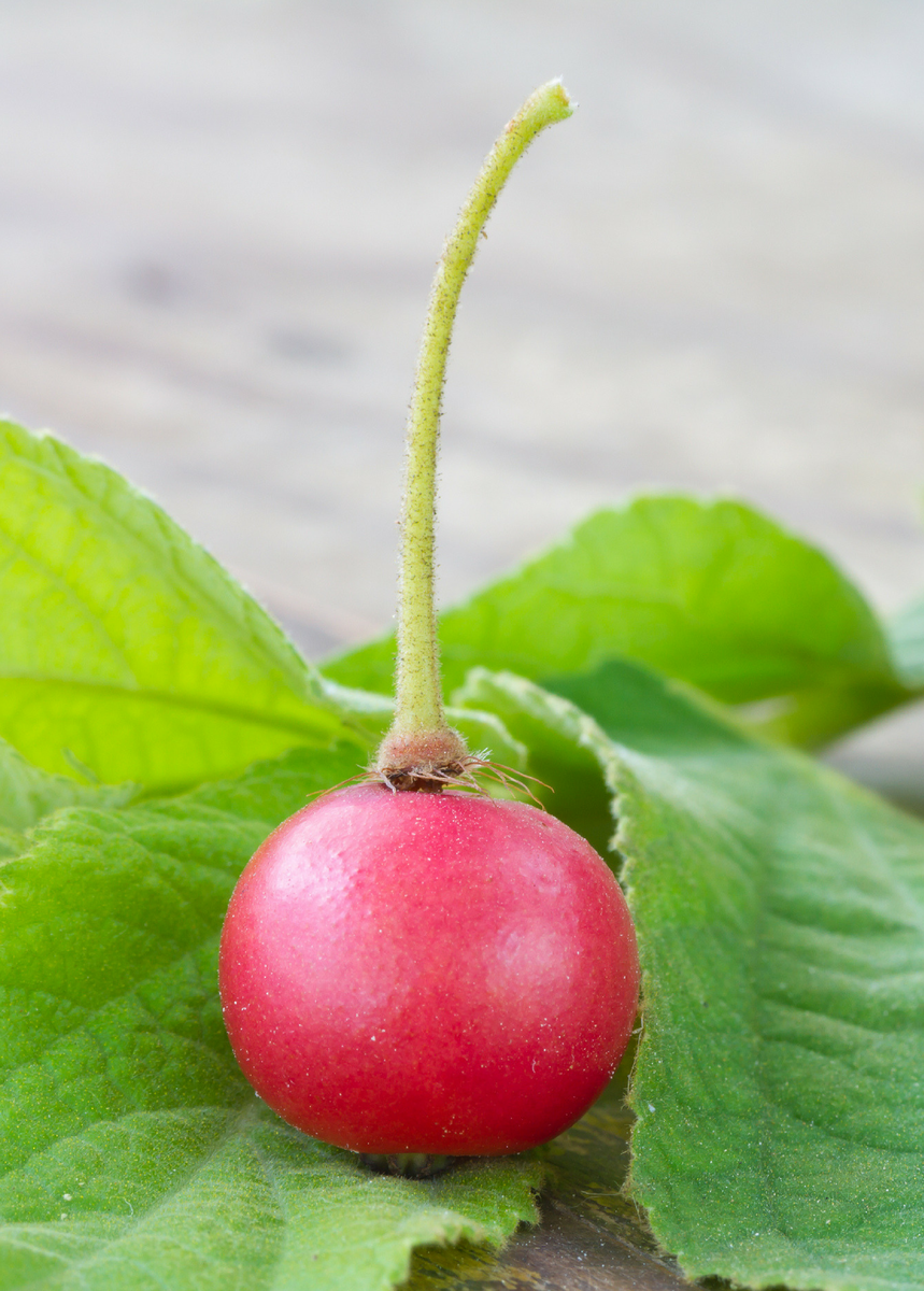 Cherie aka. Muntingia calabura. Вишня Мунтингия. Ямайская вишня. Strawberry Tree Fruit