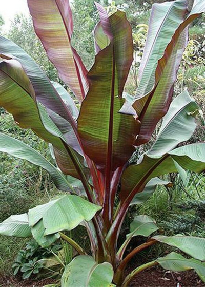 Siam Ruby Banan plant - slightly bushier version of banana plant with ruby red and green  leaves growing from low on the trunk