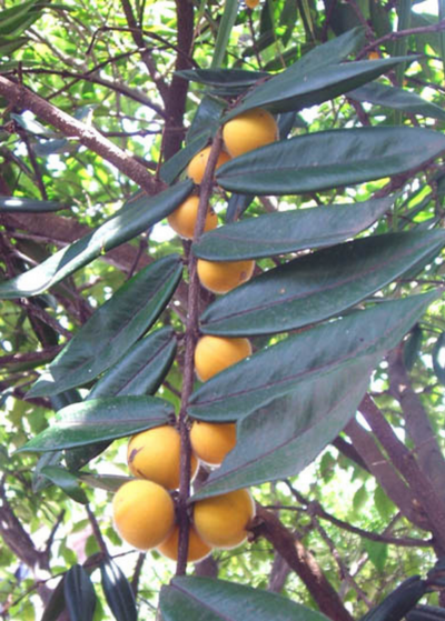 Yellow Jabuticaba | Tropical Fruit Tree | Sow Exotic Yellow Jabuticaba | Tropical Fruit Tree | Sow Exotic