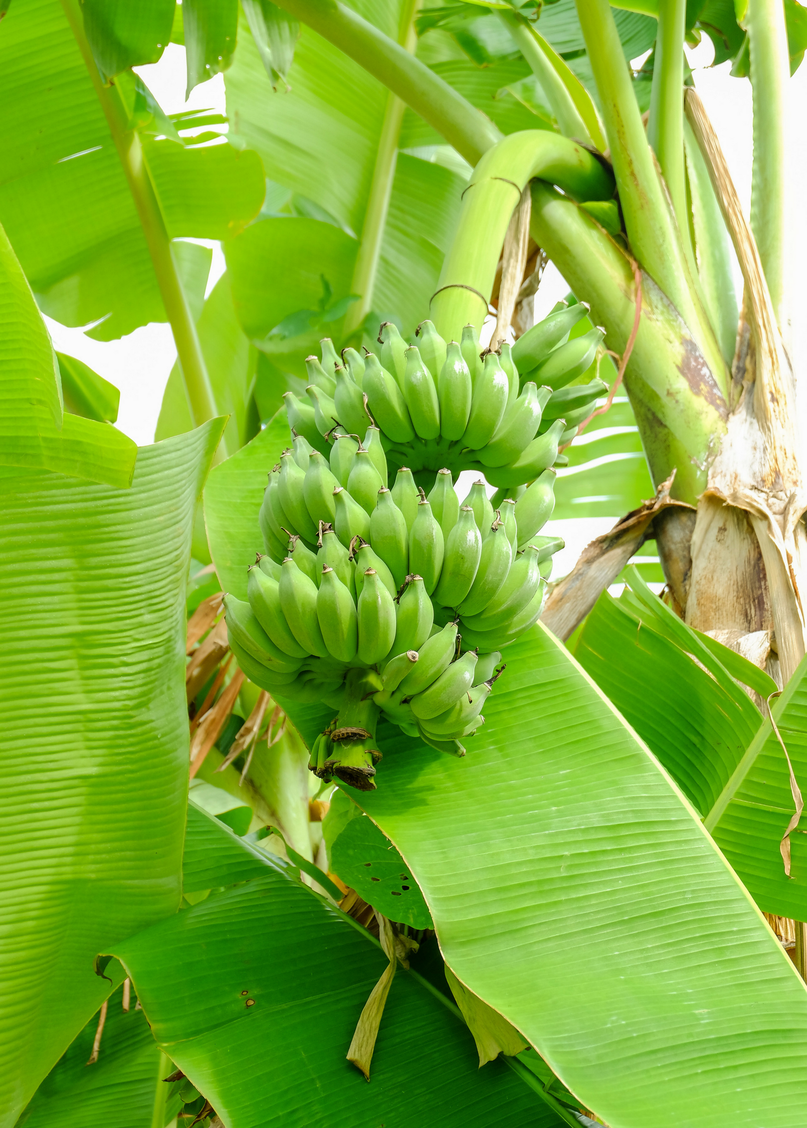 Dwarf Nam Wah Banana Plants For Sale - SowExotic.com – Sow