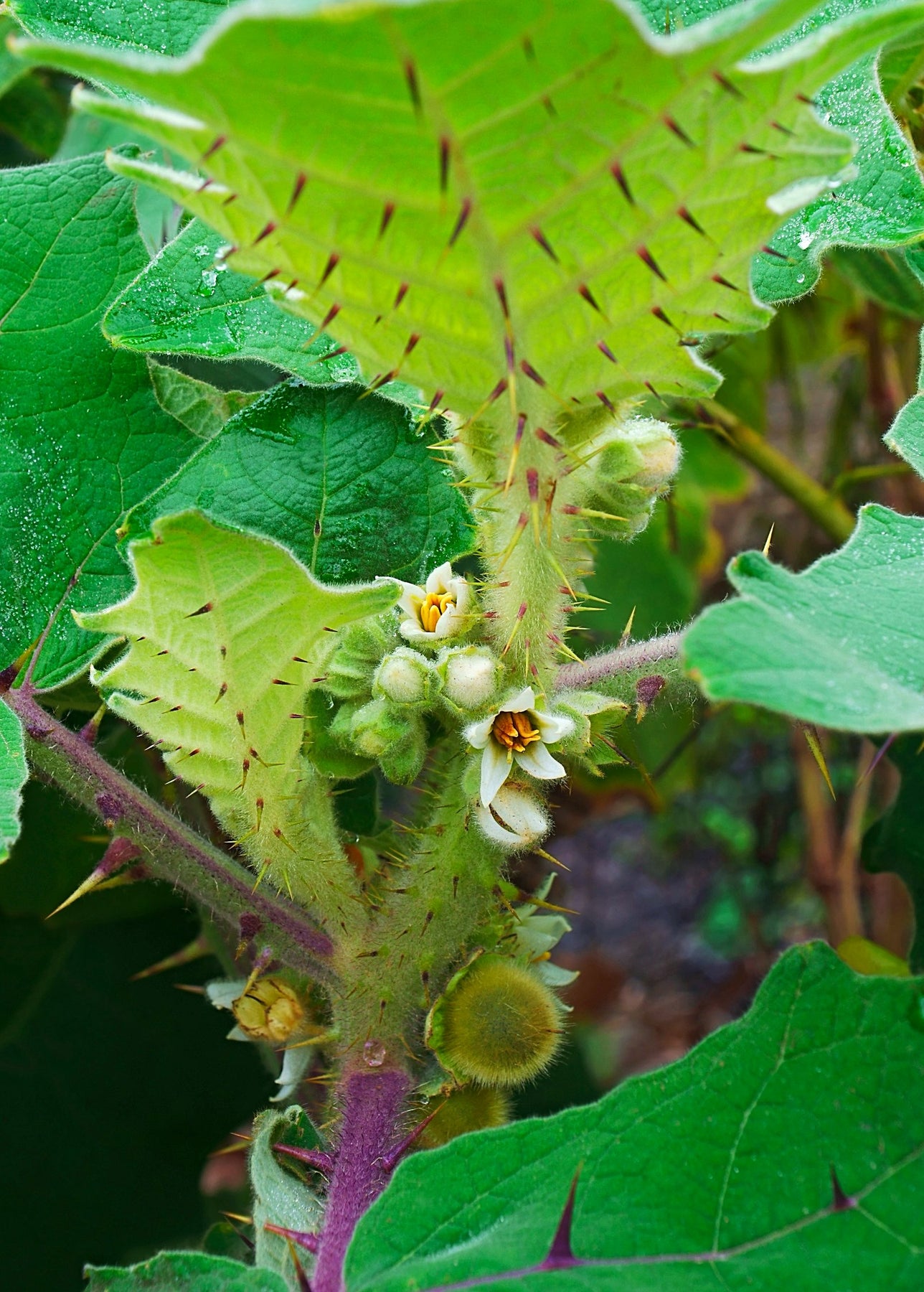 Lulo, Naranjilla Plant, Solanum quitoense - Rare Fruit | Sow Exotic