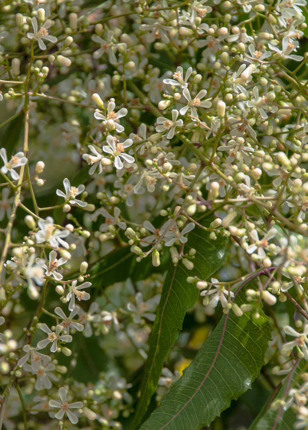 neem tree indoor plant Neem Tree