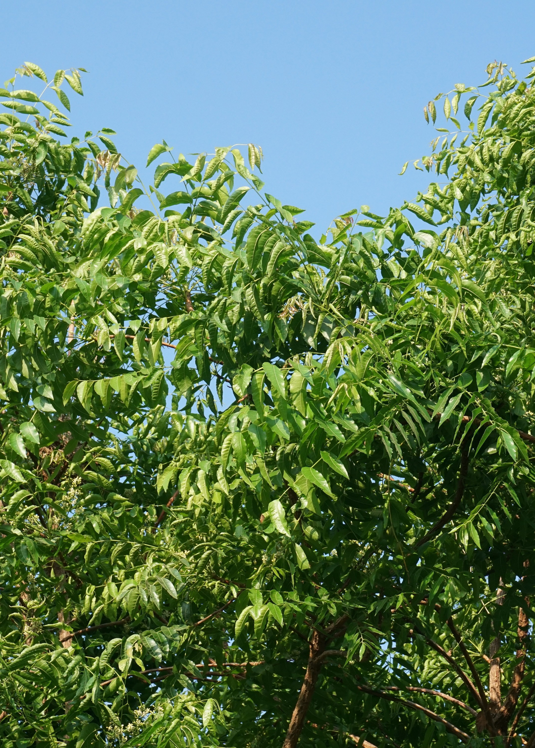 Local Neem Tree Neem Tree