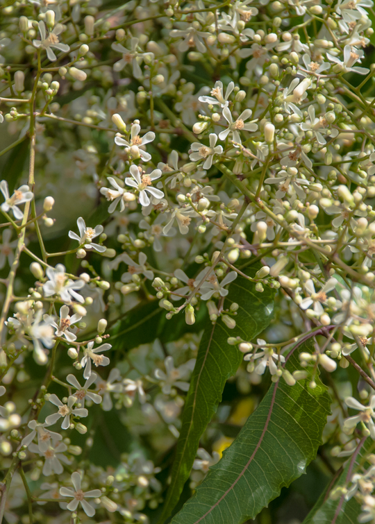 Neem Tree