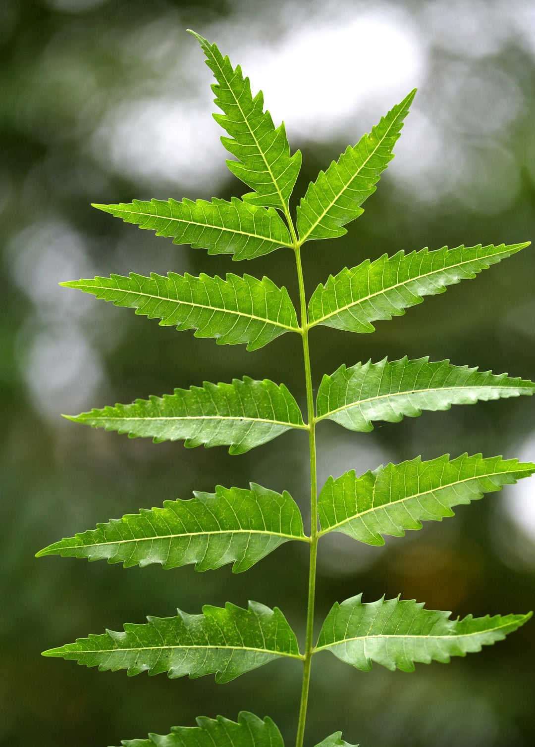 Neem Tree