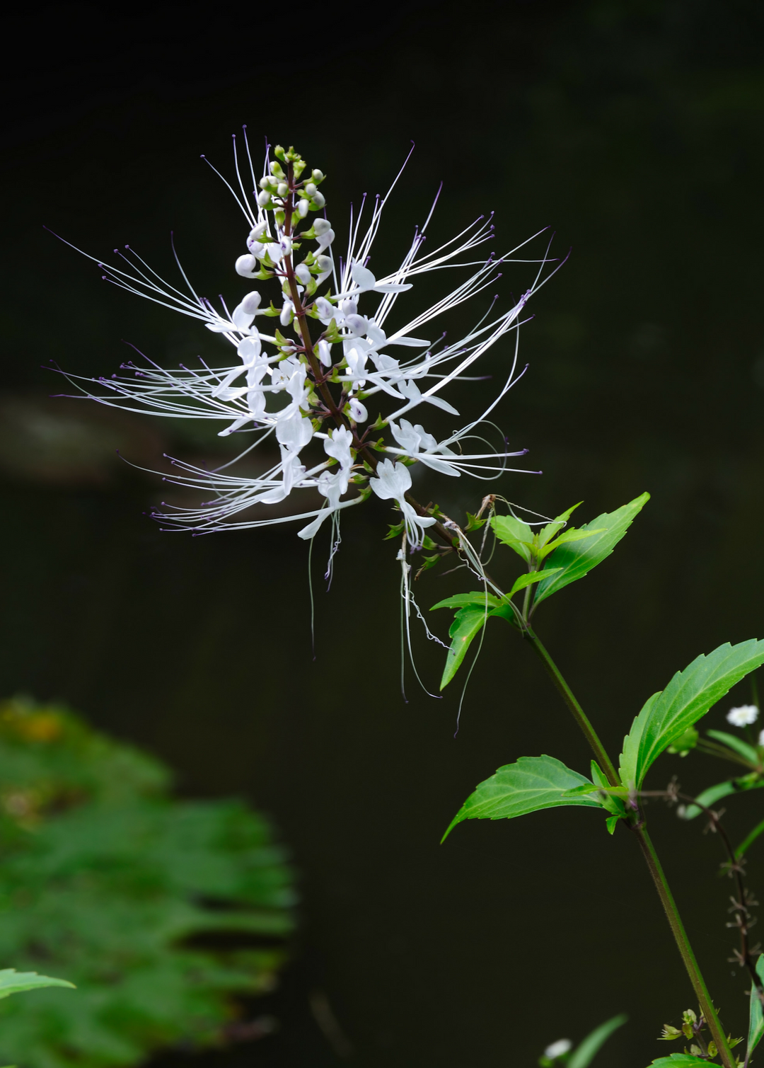 Java Tea Plant (Orthosiphon stamineus) Medicinal Herb