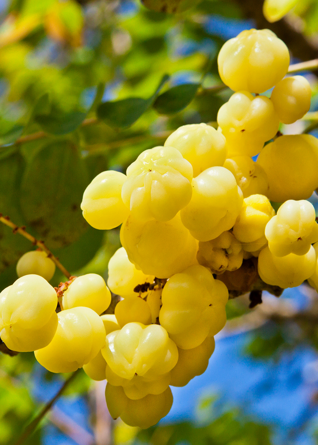 Star Gooseberry Fruit 6 Facts About Star Gooseberries