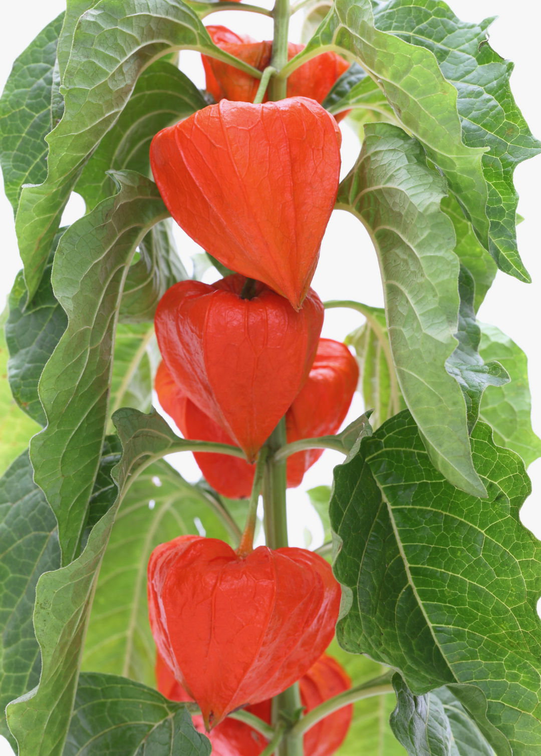 Japanese Lantern Plant