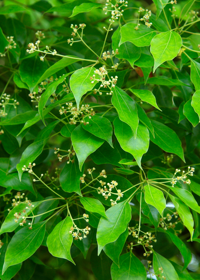 Camphor tree with smooth, glossy leaves and tiny pale yellow flowers growing on loose panicles
