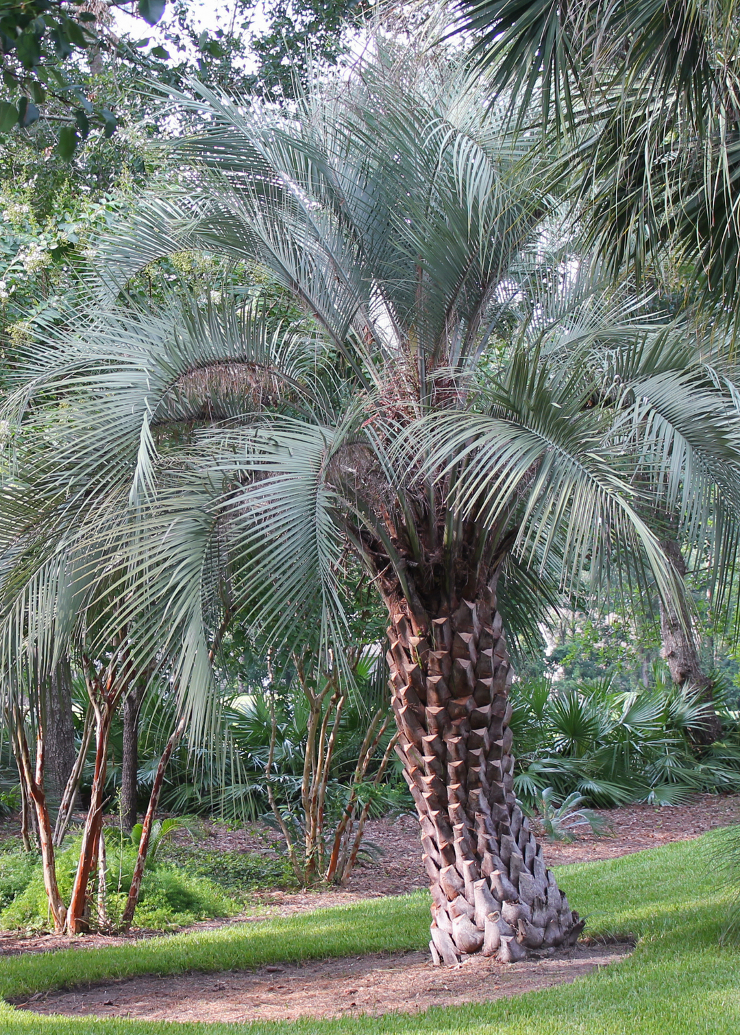 Jelly Palm Plant, Butia capitata - Fruit Tree | Sow Exotic