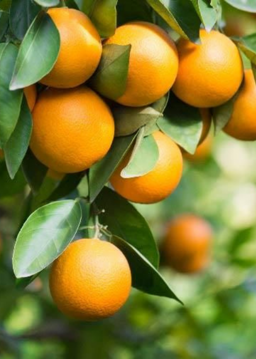 pineapple orange plant Pineapple Orange (Citrus sinensis L. Osbeck)