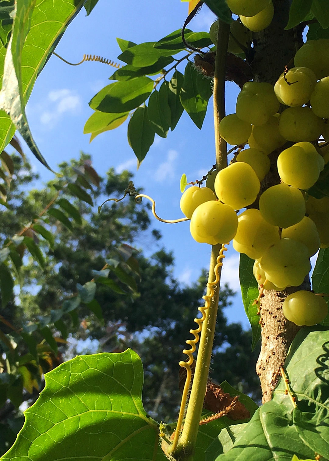 Amla Indian Gooseberry Trees for Sale