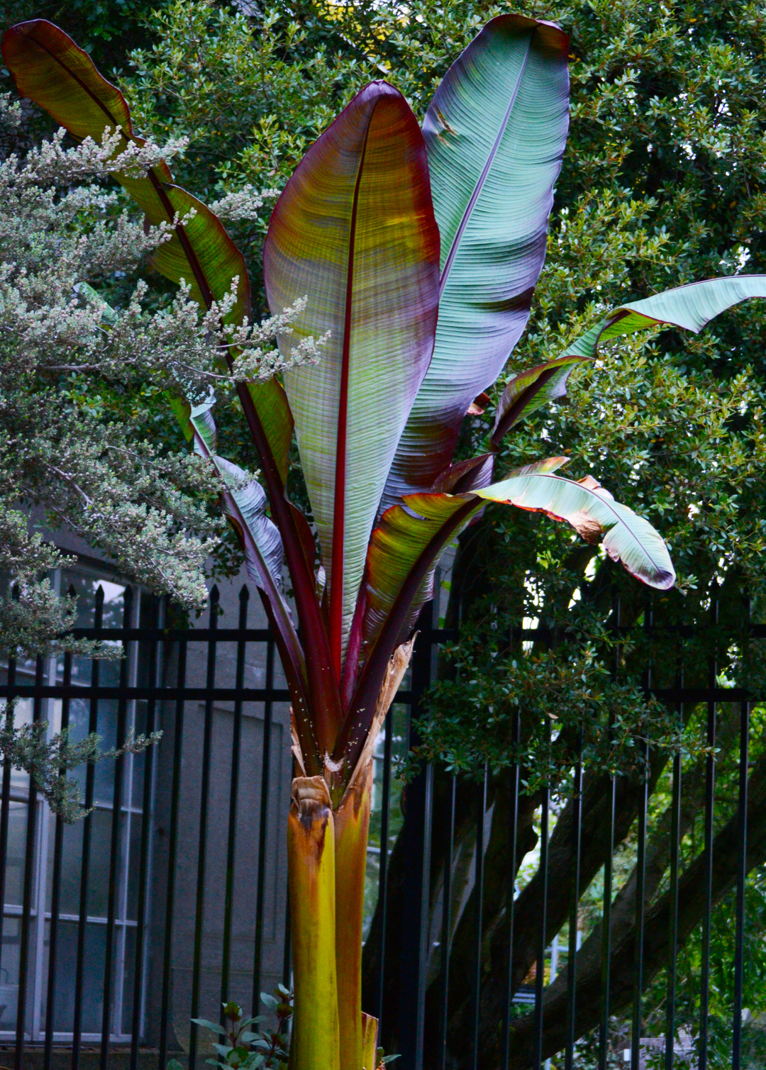 Red Abyssinian, Ensete maurelii
