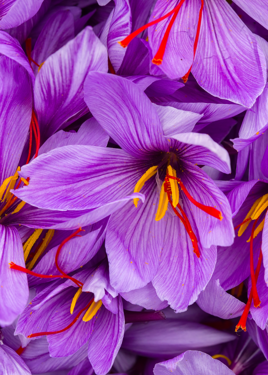 kesar plant Saffron Plant - Live Herb and Spice Plant