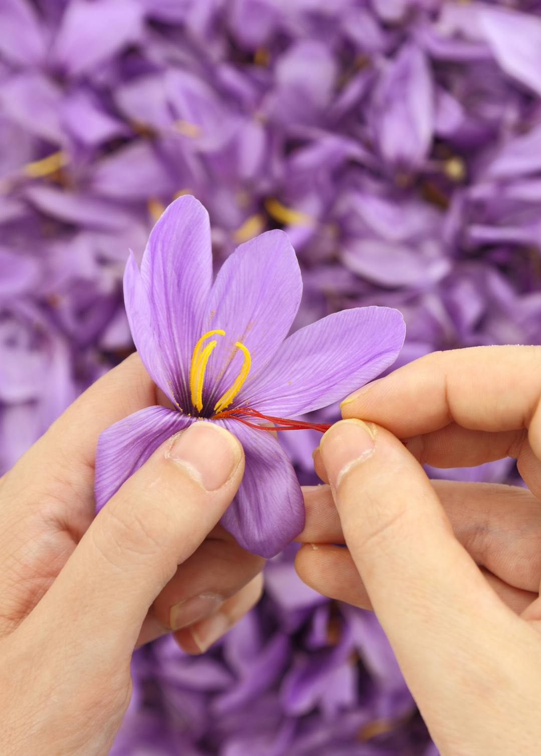 Saffron Plant - Live Herb and Spice Plant
