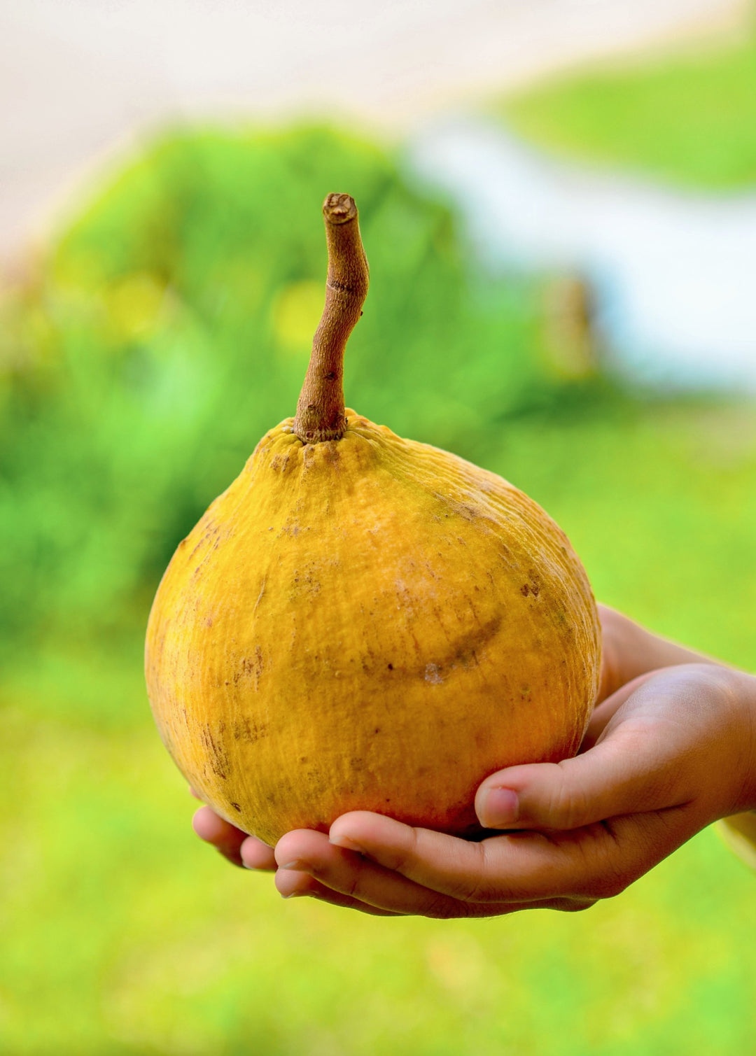 Santol Tropical Fruit Tree Sow Exotic