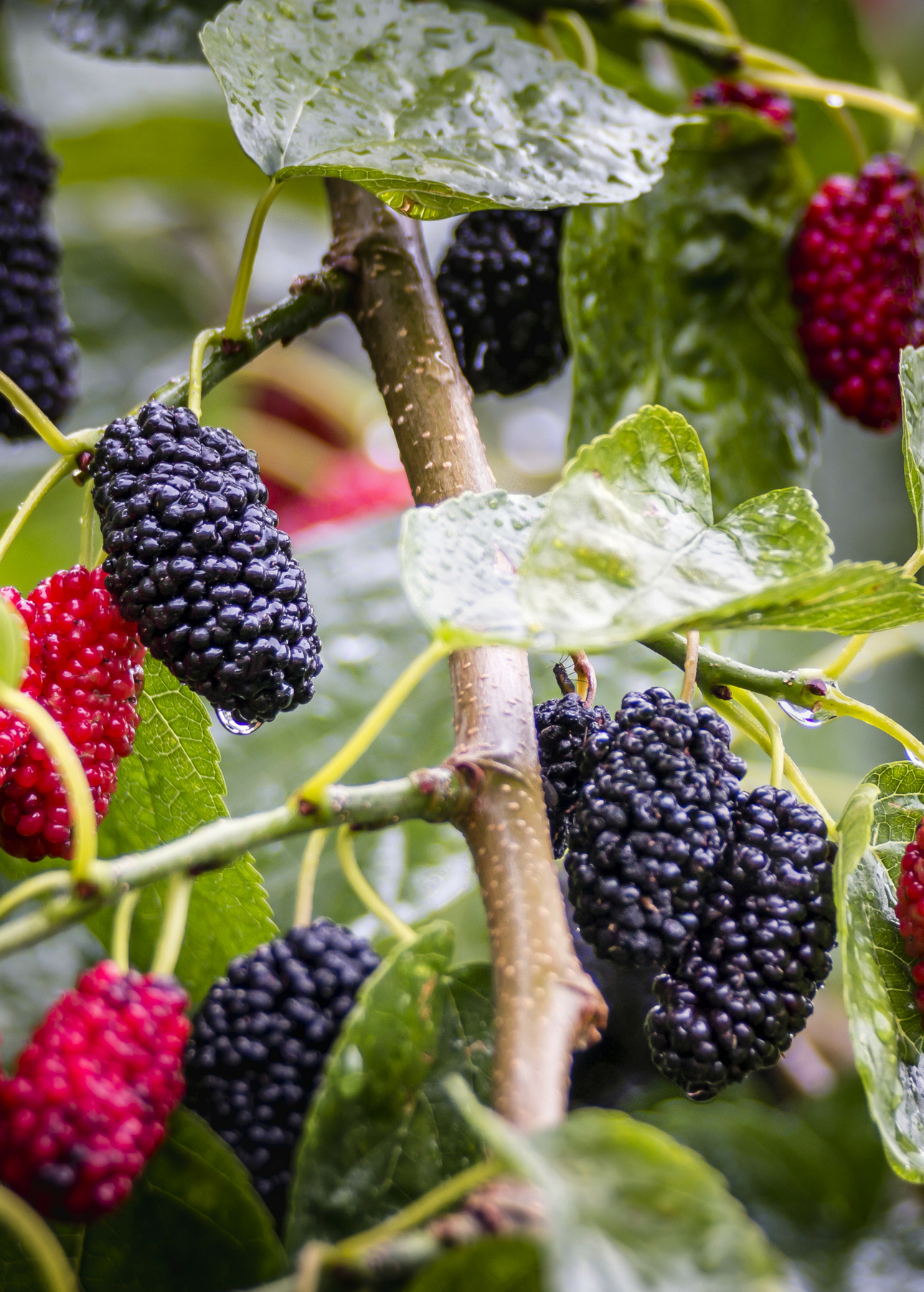 Moolberry Mulberry Fruit Tree