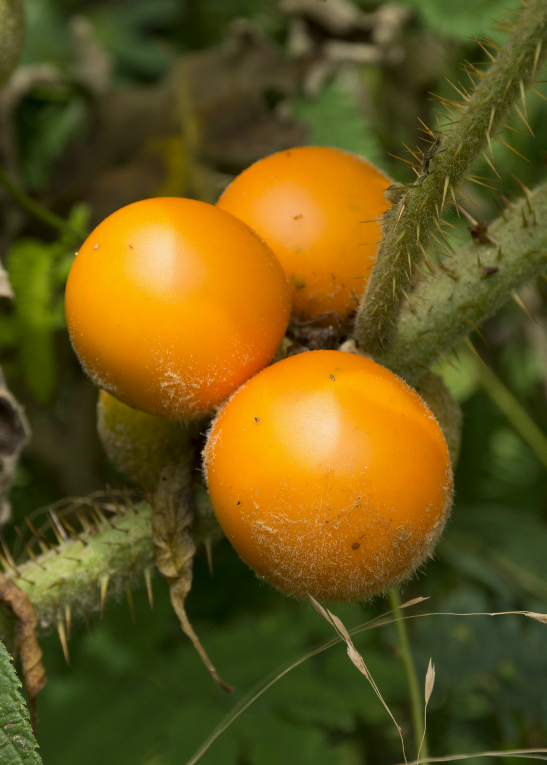 naranjilla plant Lulo, Naranjilla Plant, Solanum quitoense - Rare Fruit
